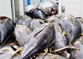 Cá ngừ nano(30-50kg/con)
